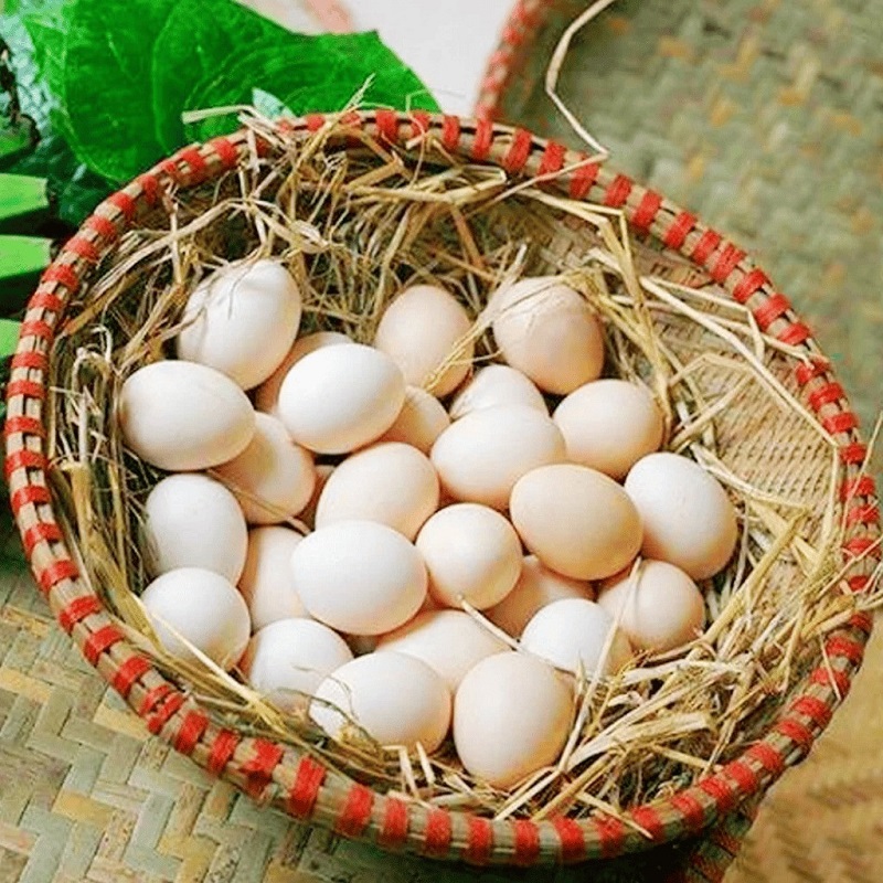 Địa chỉ cung cấp giá trứng gà sạch cạnh tranh nhất thị trường