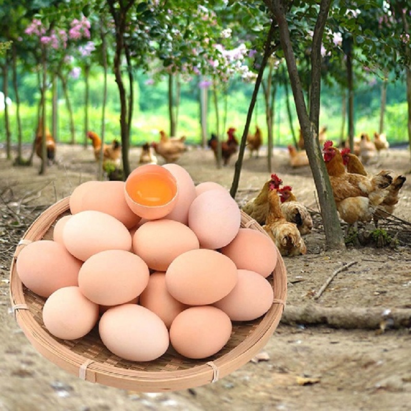 Bí quyết chọn mua trứng gà sạch hữu cơ tươi ngon bổ dưỡng không hóa chất 3 Bí quyết chọn mua trứng gà sạch hữu cơ tươi ngon bổ dưỡng không hóa chất
