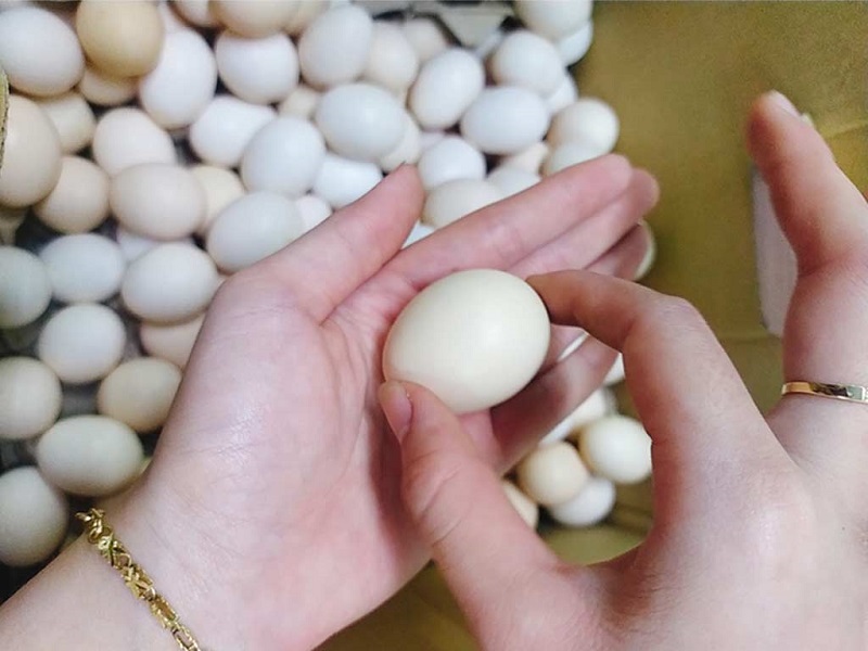 Mua trứng gà sạch ở đâu uy tín an toàn cho sức khỏe 2 Mua trứng gà sạch ở đâu uy tín an toàn cho sức khỏe