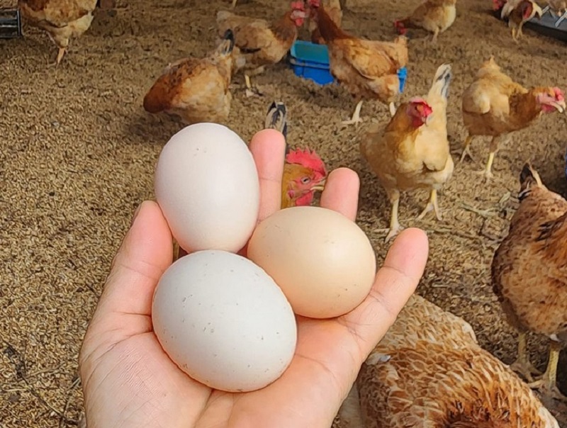 Trứng gà sạch thả vườn lựa chọn an toàn cho sức khỏe gia đình 4 Trứng gà sạch thả vườn lựa chọn an toàn cho sức khỏe gia đình