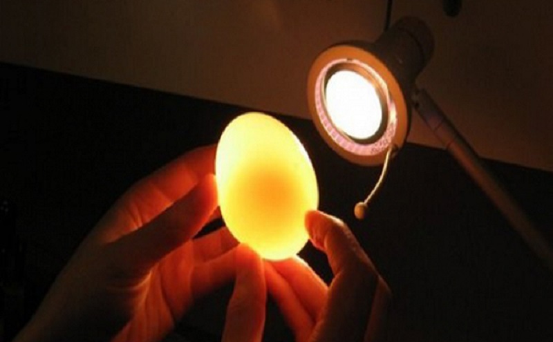 Địa chỉ cung cấp giá trứng gà sạch cạnh tranh nhất thị trường