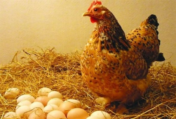 Trứng gà sạch thả vườn lựa chọn an toàn cho sức khỏe gia đình