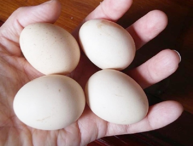 Mua trứng gà sạch ở đâu uy tín an toàn cho sức khỏe 3 Mua trứng gà sạch ở đâu uy tín an toàn cho sức khỏe