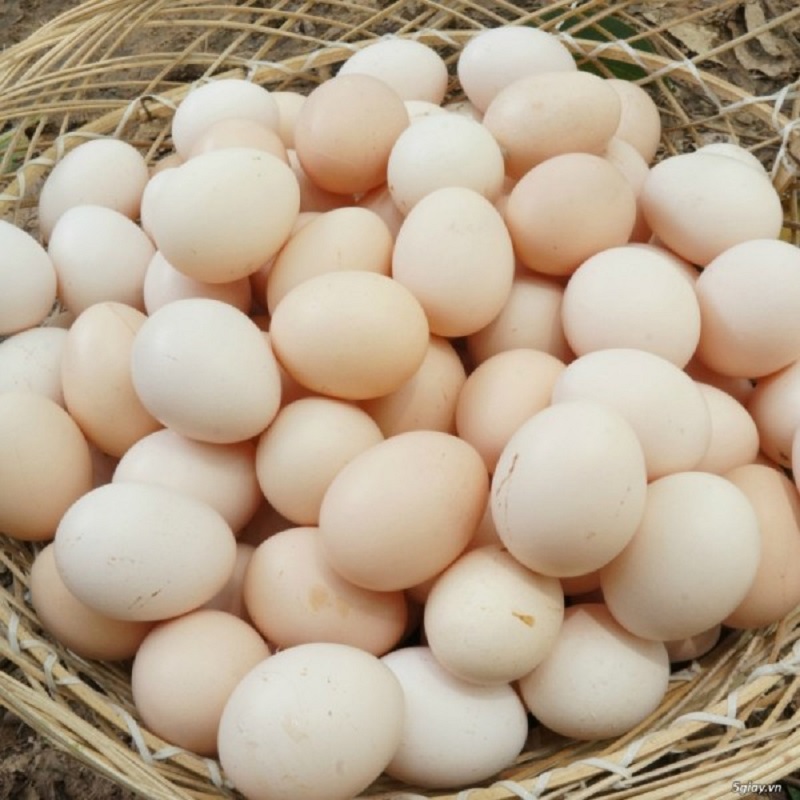 Bí quyết chọn mua trứng gà sạch hữu cơ tươi ngon bổ dưỡng không hóa chất 4 Bí quyết chọn mua trứng gà sạch hữu cơ tươi ngon bổ dưỡng không hóa chất