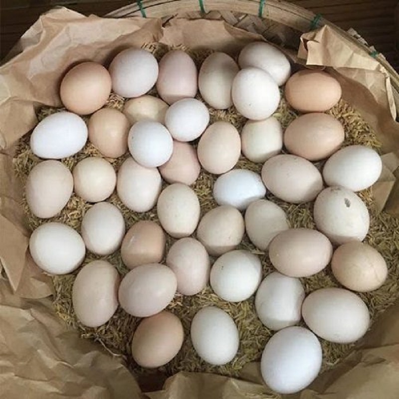 Đại lý trứng gà sạch là gì? Hợp tác cùng trang trại uy tín