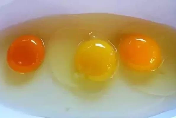 Trứng gà ta nuôi thả tự nhiên có lòng đỏ cam hay vàng bổ dưỡng và ngon hơn 3 Trứng gà ta nuôi thả tự nhiên có lòng đỏ cam hay vàng bổ dưỡng và ngon hơn