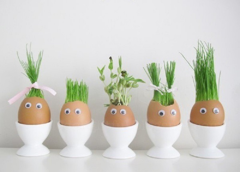 Tác dụng tuyệt vời mà vỏ trứng gà sạch mang lại cho cây trồng 2 Tác dụng tuyệt vời mà vỏ trứng gà sạch mang lại cho cây trồng