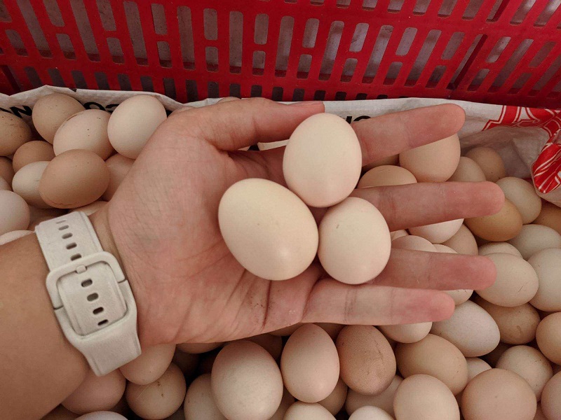 Thưởng thức vị ngon thuần khiết từ trứng gà hữu cơ nuôi tự nhiên 4